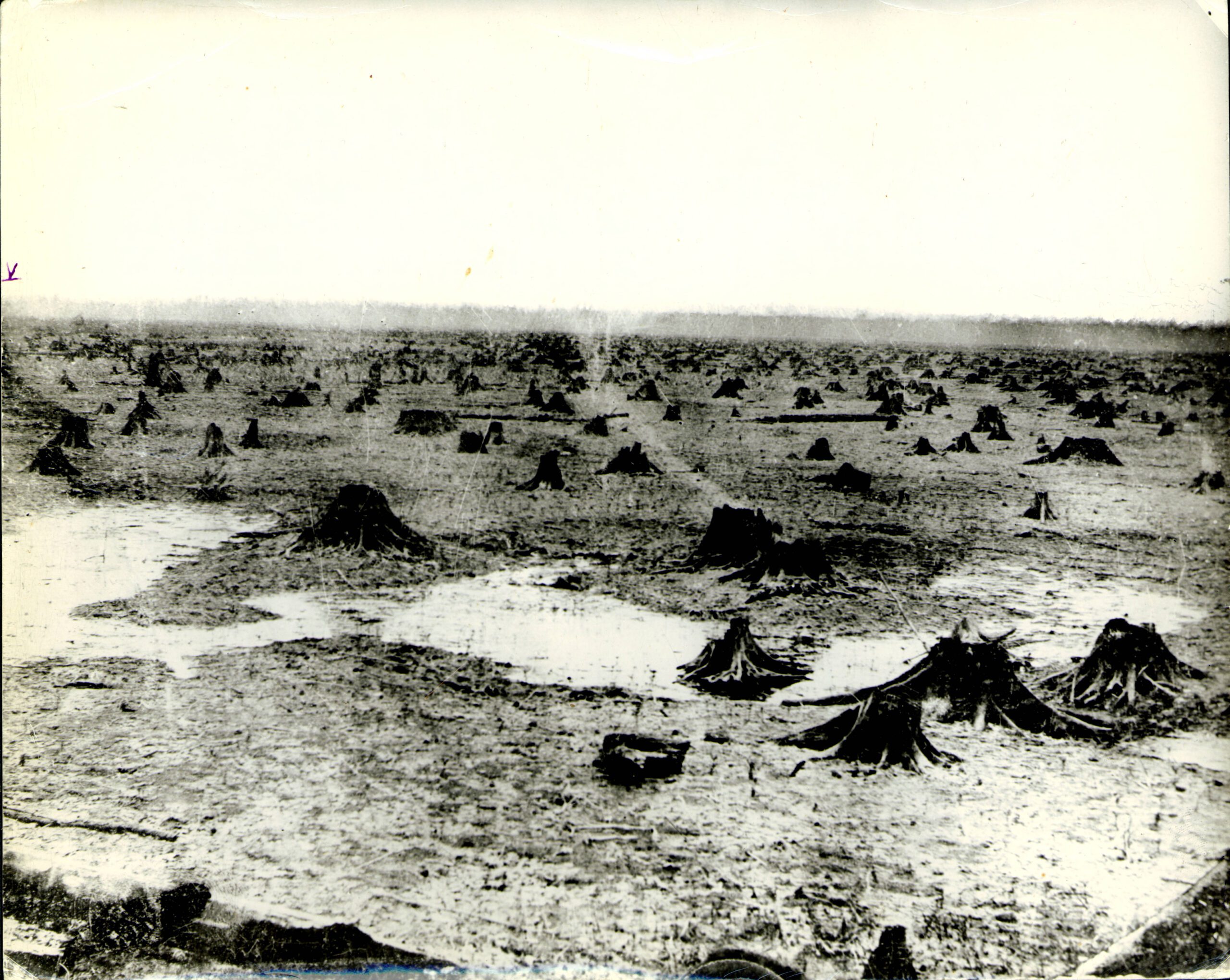 A black-and-white photo dated circa 1890 of a field of stumps that had been the Great Black Swamp in Paulding County, Ohio. Courtesy of the Ohio History Connection.