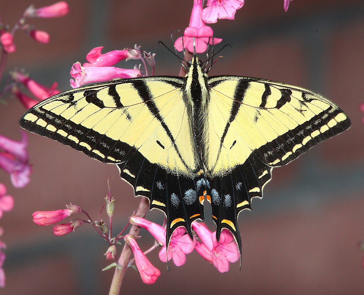 A yellow swallowtail butterfly with black stripes on a pink milkweed blossom.