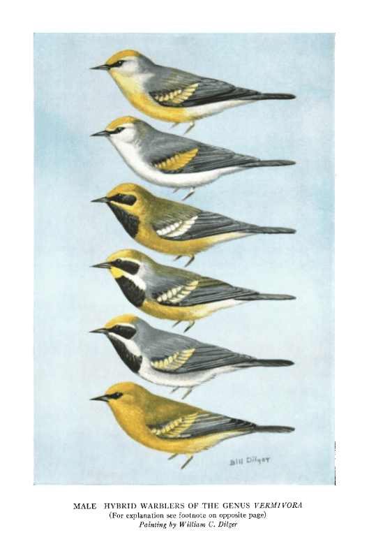A screenshot of a historic text showing drawings of the Golden-winged Warbler, Blue-winged Warbler, and hybrid forms