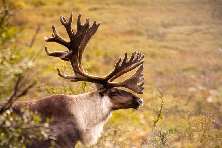 color photograph of a male caribou in Denali National Park, Alaska