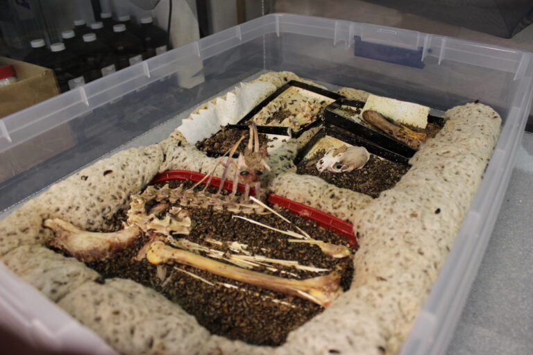 A plastic tub of dermestid beetles cleaning animal bones.