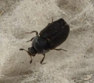 An adult hide beetle.