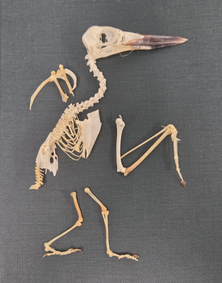 A skeleton of a kingfisher laid on a dark background.