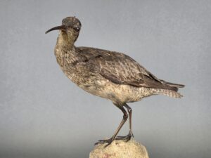 A taxidermy mount of an Eskimo Curlew.