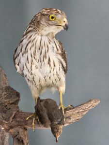 A taxidermy Cooper's Hawk sitting on a branch with a small bird it has caught.