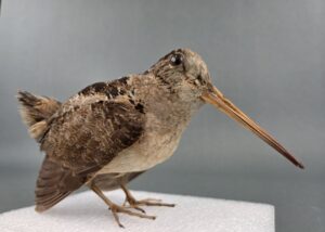 A taxidermy Woodcock standing on a white base.