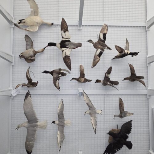 Bird taxidermy in flyng poses hanging from a wire rack on wall.
