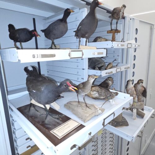 Bird taxidermy stored on drawers in museum cabinets.