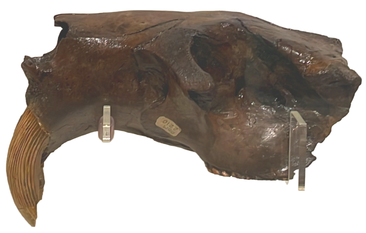 Image of a giant beaver skull on a Plexiglas mount. Background elements have been removed from the image.