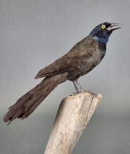 A taxidermy mount of a Grackle sitting on top of a wooden post.