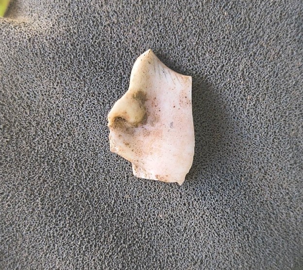 The right half of a porcelain doll’s face - you can see the painted eyelashes on the upper cheek, part of the nose, and the outline of the top lip. Archaeologists estimate this is from the early 1900s, when Fort Laurens was initially turned into a public park.