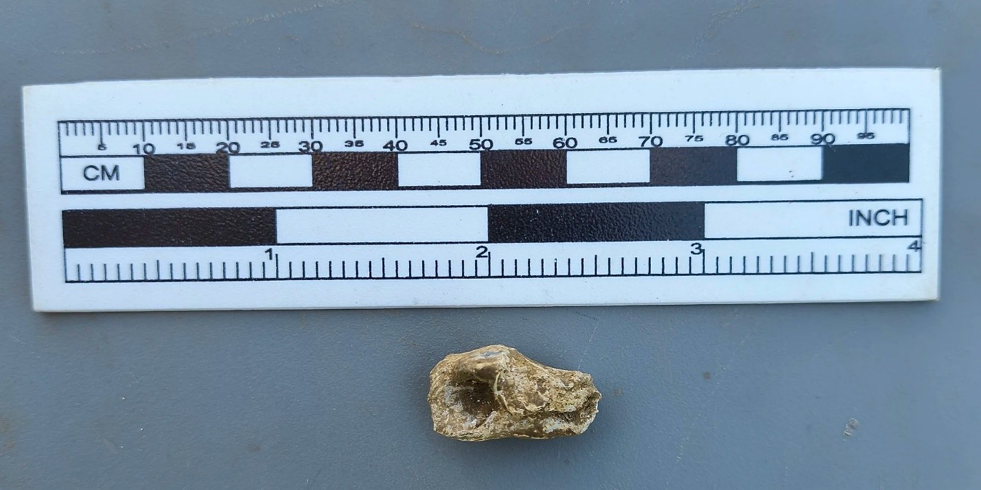 Image of a musket ball that was fired, then hit something, and wrapped around whatever it hit. Excavated from Fort Laurens in July 2026.