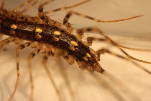This is the tail end of the centipede. Notice how it looks like a head end, to fool predators.