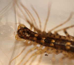 Head of the House Centipede.