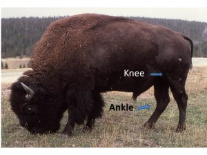 Bison, with joints labelled