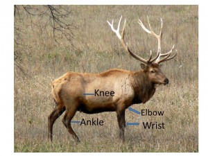 Elk, with joints labelled