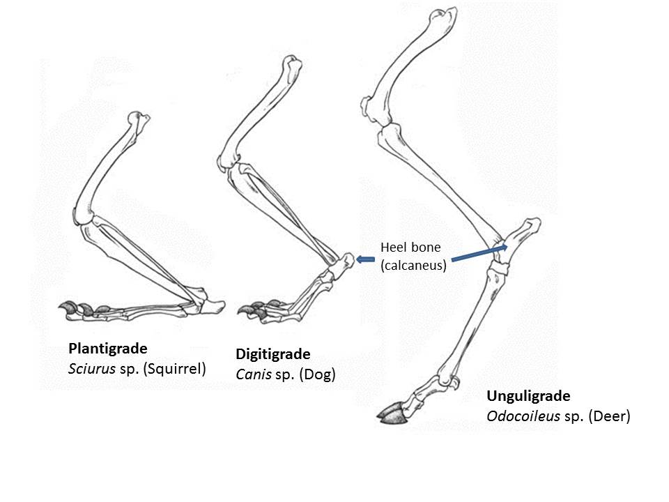 Feet of mammals