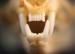 Anterior view of the skull.