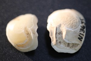 Otoliths of the Freshwater Drum fish.