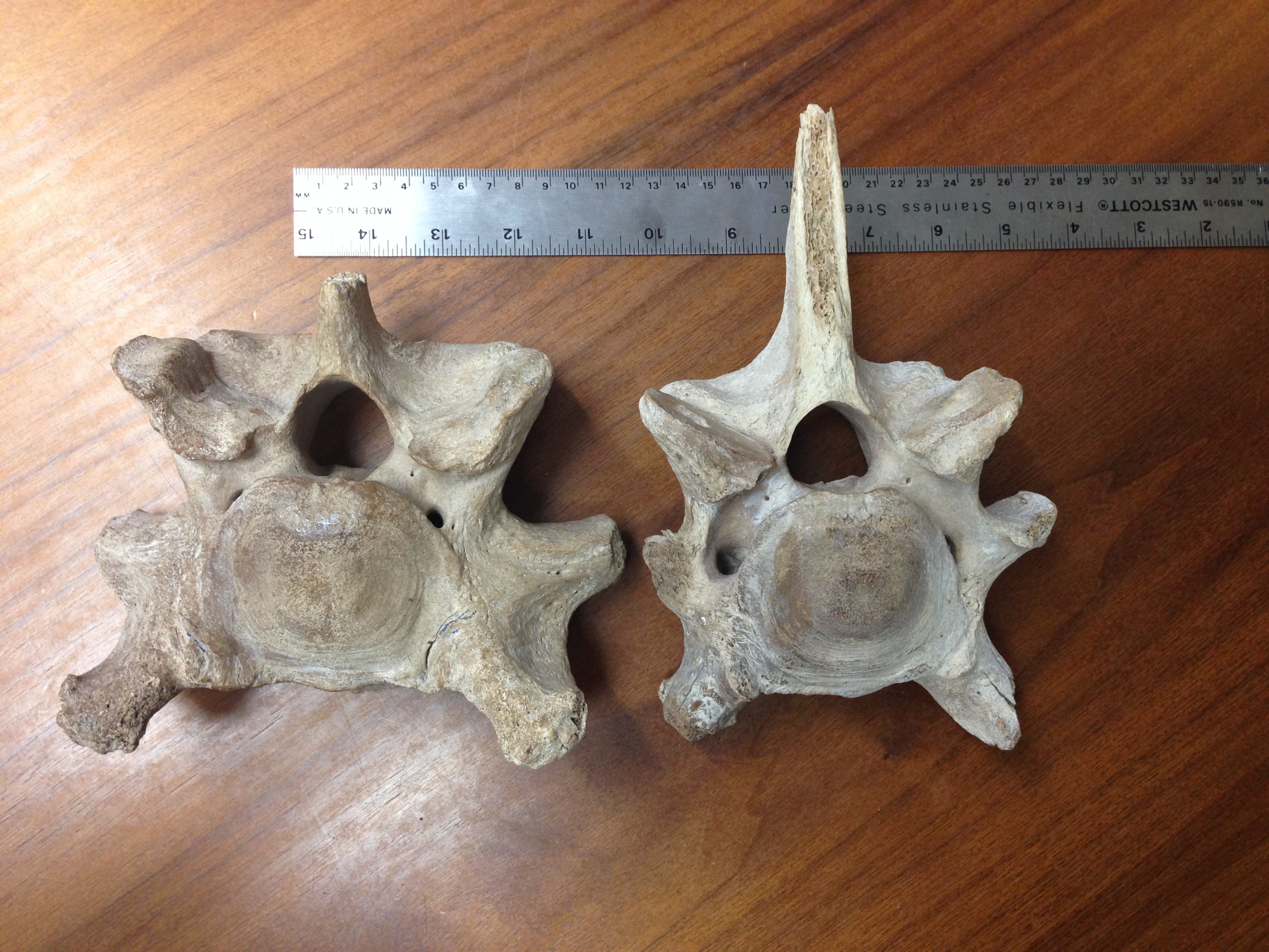 Unusual vertebrae - FoW #35.