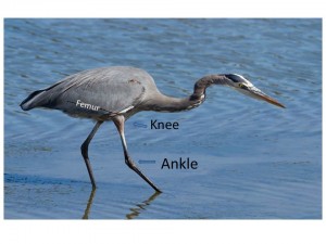 Great Blue Heron - note that the femur is concealed under the wing and feathers but I marked its location in white.
