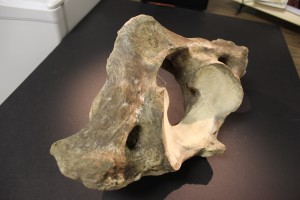 Posterior-lateral view.