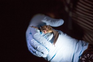 A new study suggests that the brains of several small mammals, including those of the little brown bat, have grown bigger as humans have altered the animals' living conditions. Photo by Evan McGlinn, NY Times.