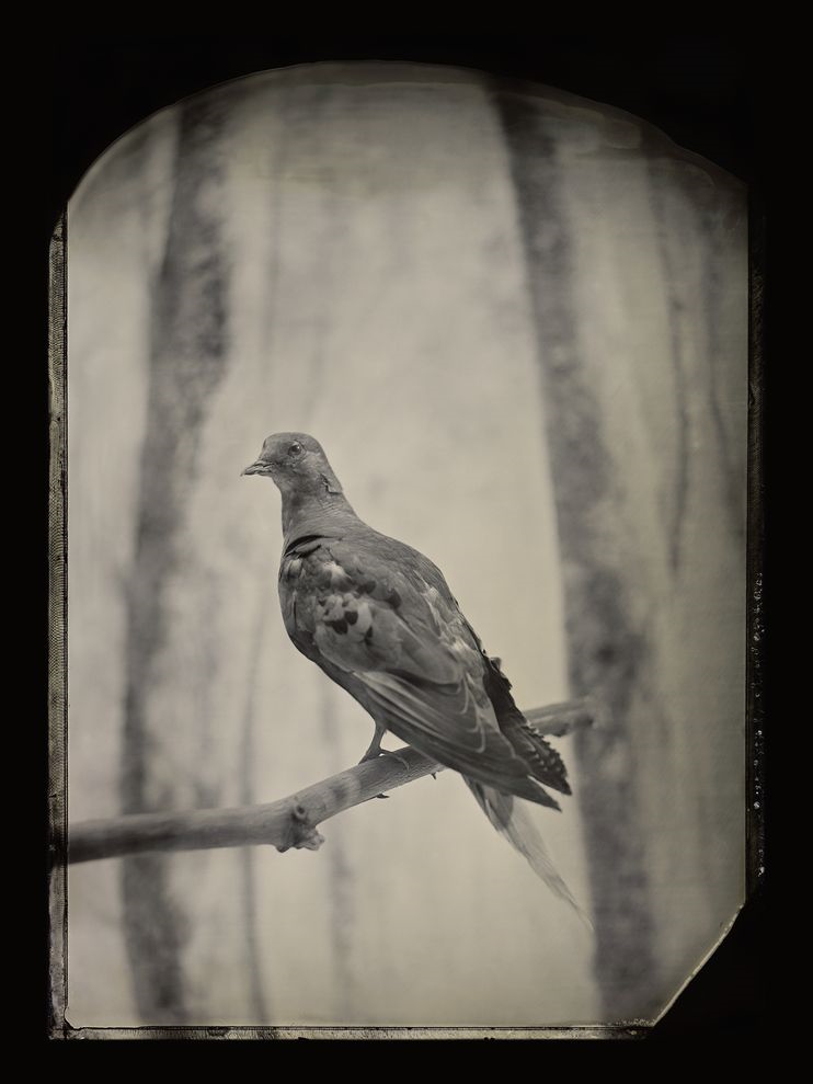 Martha - the last passenger pigeon.