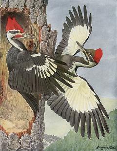 Pileated-Woodpeckers-Loius-A-Fuertes.jpg