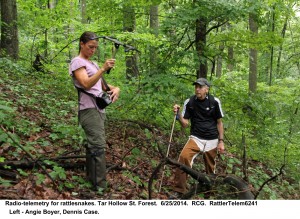 Radio-telemetry for rattlesnakes. Angie Boyer & Dennis Case.