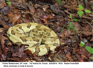 Timber Rattlesnake, 54" male.