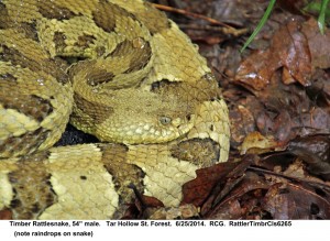 Timber Rattlesnake, 54" male.