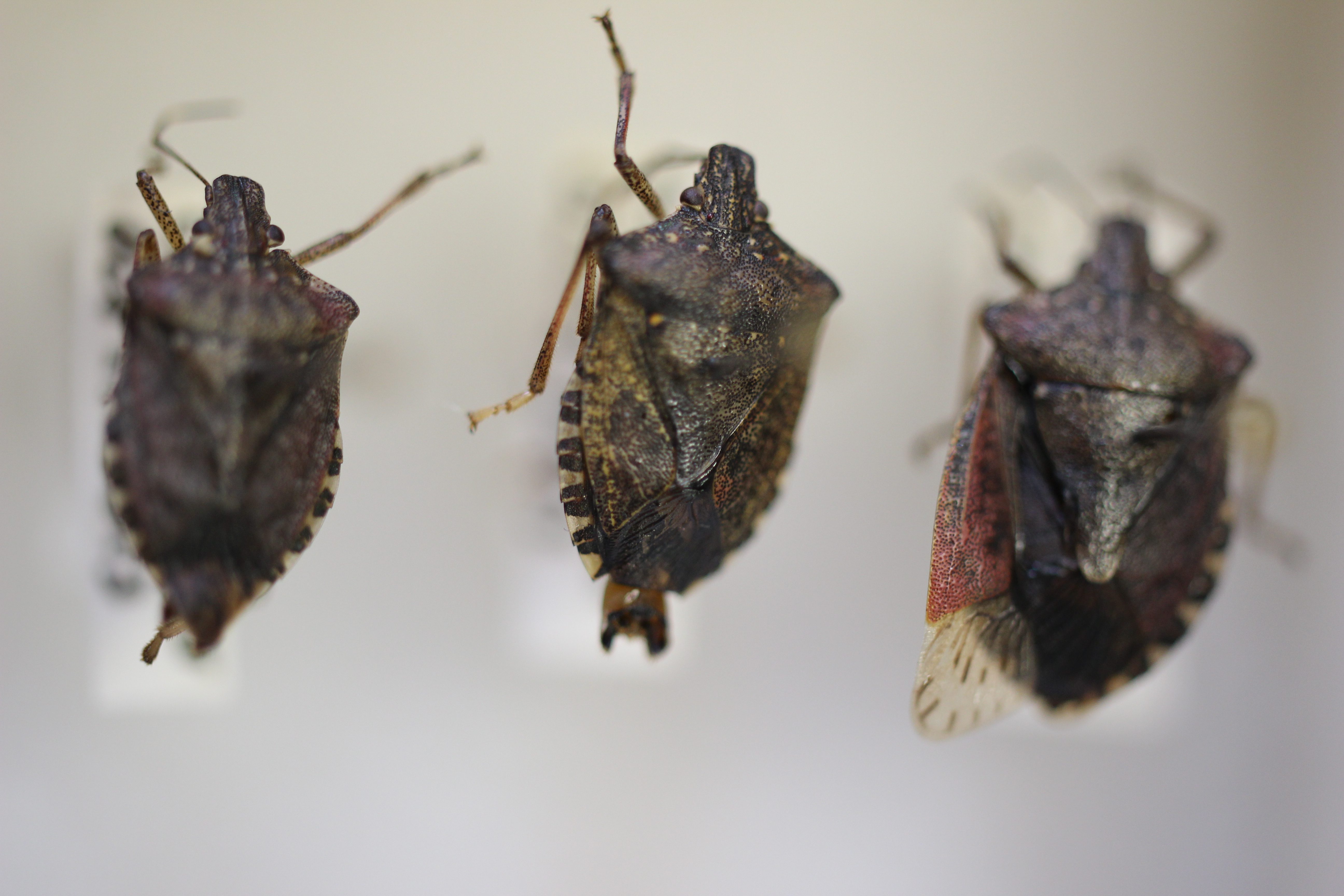 Stink-Bugs-Oct-2013-001.jpg