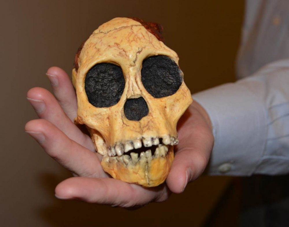 Modern replica of the Taung child's skull - a face from the past.