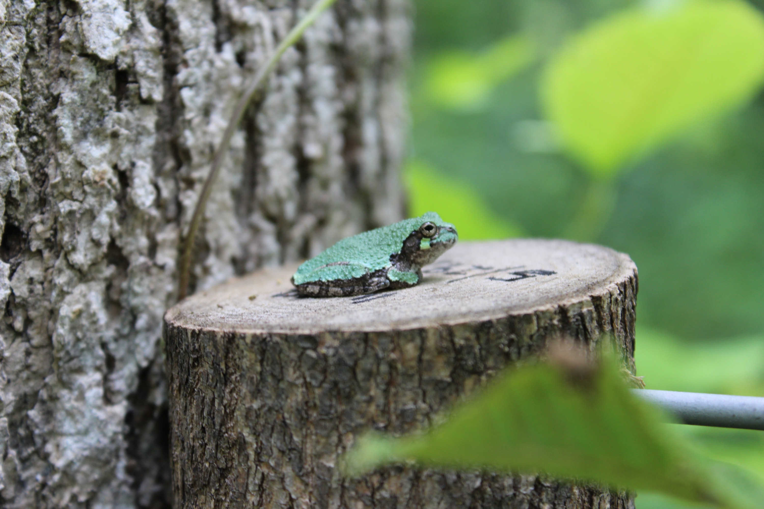 The Gray Treefrog at Cedar Bog.