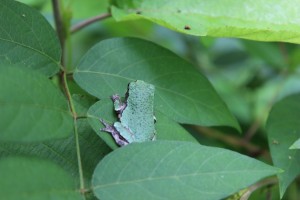 Frog in leaves