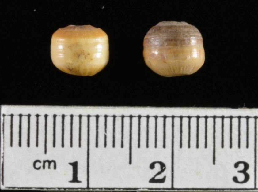 Fig. 1. Side view of pharyngeal teeth of a drum fish