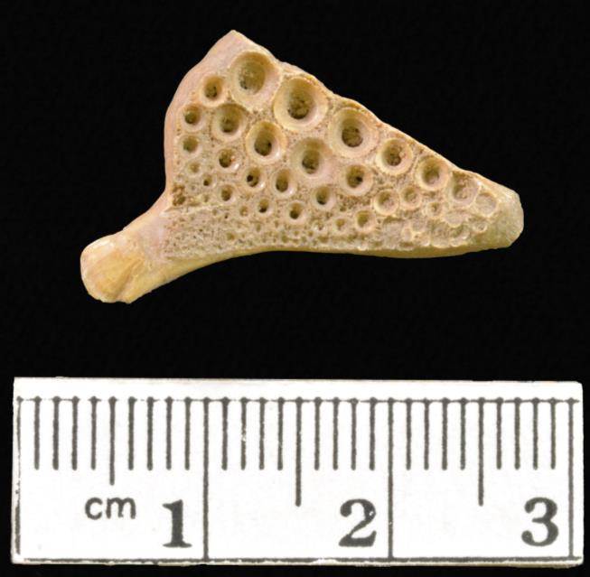 Fig. 3. Bone that holds pharyngeal teeth of the drum fish.