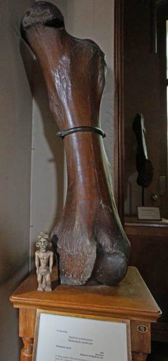 Mastodon femur from Big Bone Lick on display at the National Museum of Natural History in Paris photobombed by a replica of the Adena Effigy Pipe.
