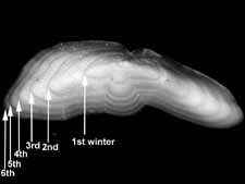 Growth rings in a fish otolith. Photo courtesy of www.marinebiodiversity.ca