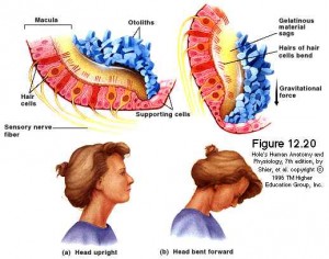 Otoliths in humans.