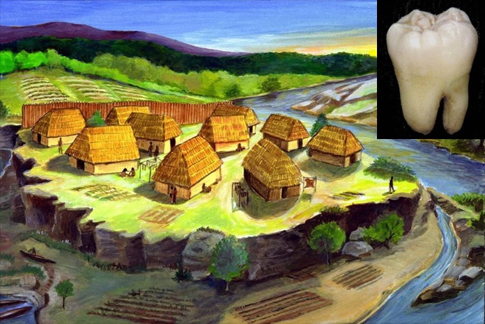 The Late Woodland period in the Great Lakes was a time of rapid cultural change characterized by sedentary villages, often protected by a palisade. This painting is from a display at the Fort Ancient Museum. Image of tooth from Wikimedia Commons.